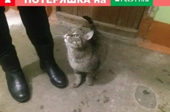 Найден кошак на Молдавской 6Б, ищет хозяев