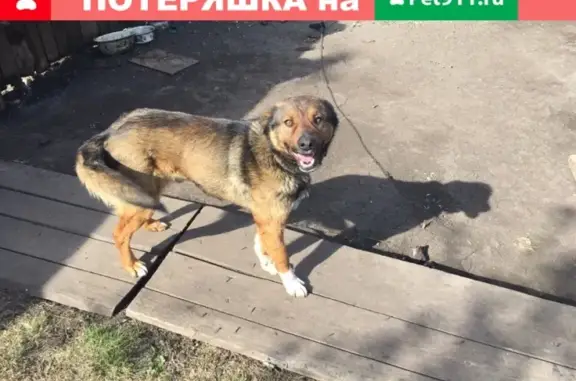 Пропала собака на Нагорной улице в Саяногорске