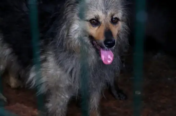 Пропала собака в районе Пашковки, помогите найти!