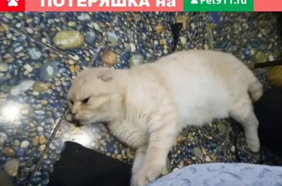 Пропал кот Барсик в поселке Акбулак, Оренбургская область