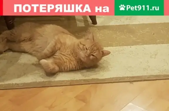 Пропал кот Марсик на Северной 7, Орехово-Зуево