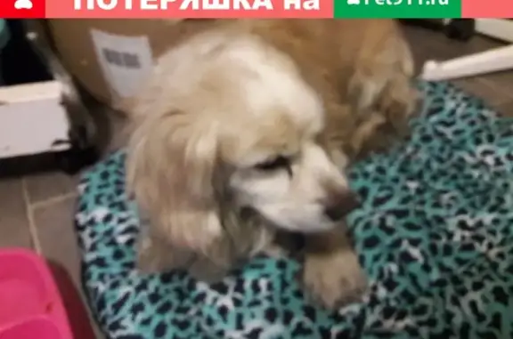 Собака Кокер найдена в Чехове