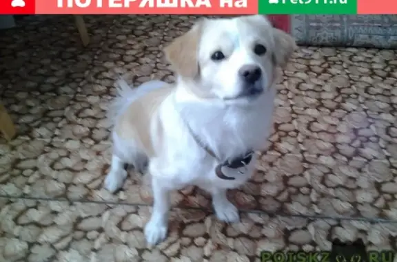 Пропала собака в Криводановке, Новосибирская область