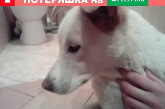 Найдена домашняя собака у Магнита на Матросова, Орёл
