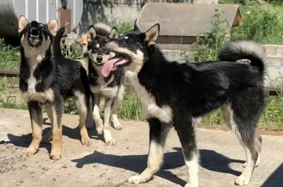 Собаки потеряшки, Тверь, фото: Потеряшка восточно-сибирская лайка в Твери