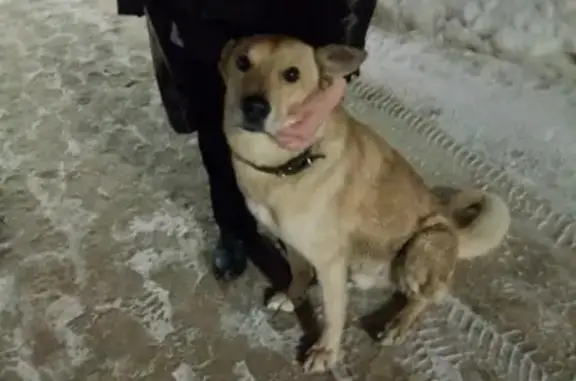 Найден пёс возле Советской 10 в Петрозаводске