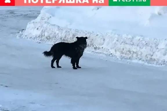 Найдена собака в Балаково, спасайте своих питомцев!