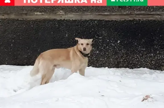 Найдена собака в Ленинском районе, светлого окраса