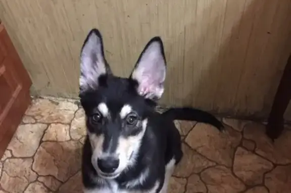 Найдена собака в Калининском районе СПб