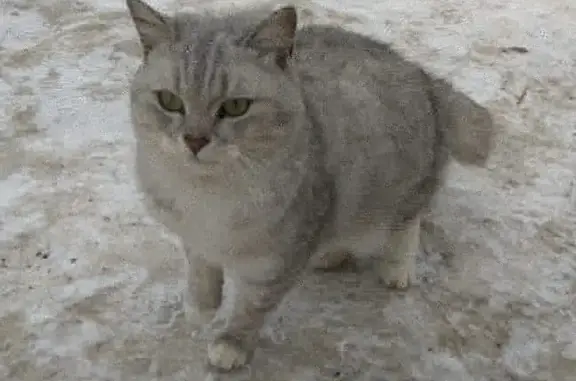 Найдена кошка на Новорязанском шоссе, ищем старых хозяев!