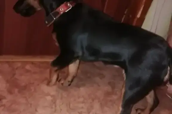 Найдена собака в районе Магнита, Саратов