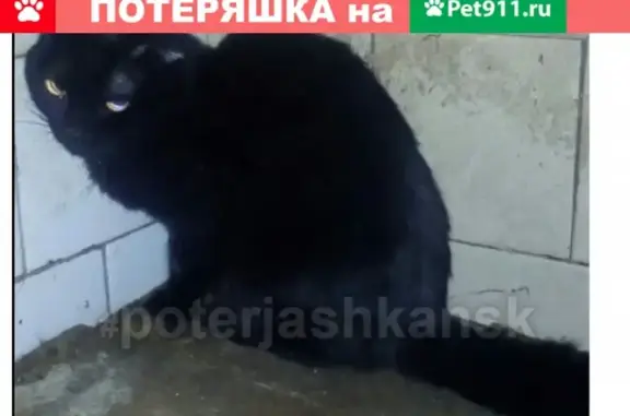 Пропала кошка на ул. Комсомола 10 в Новосибирске