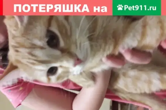 Пропал кот на улице Семенчикова, возраст 6 мес, рыжий, полосатый, глаза желтые, 89109979316