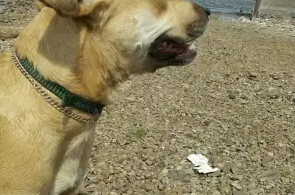 Пропала собака Суша в Магнитогорске
