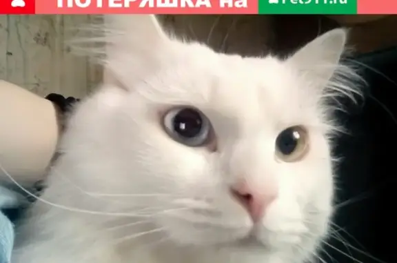 Кошки потеряшки, Шуйское, фото: Потеряшка кот на ст. Шуйская, белый с разными глазами, откликается на Кешу (Республика Карелия)