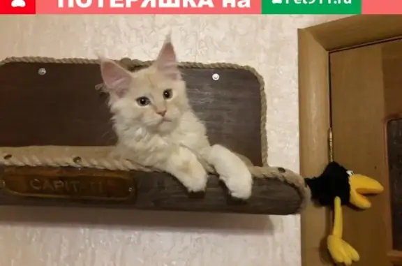 Объявления о пропавших и найденных животных, посёлок Начало, фото: Пропал кот в Начале, вознаграждение