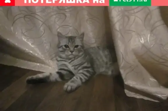 Кошки потеряшки, Киров, фото: Потеряшка кошка на ул. Макаренко, р-н Магнита, Киров