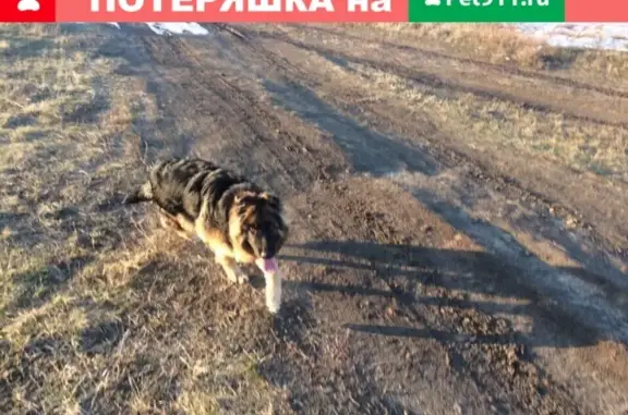 Пропала собака Зара в Волгодонске