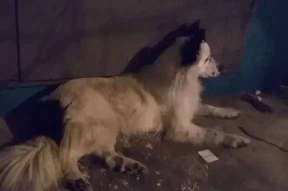 Найден пёс в Арбеково, нужна передержка #НАЙДЕНА_СОБАКА #НУЖНА_ПЕРЕДЕРЖКА
