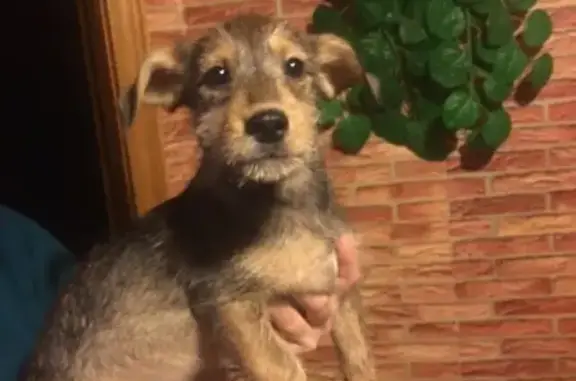 Найден щенок в Богородске, ищем хозяев