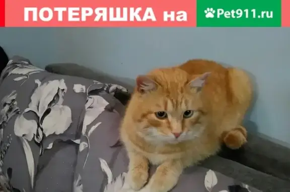 Найдена кошка на улице Потапова в Самаре