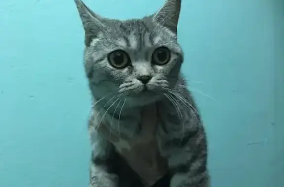 Найдена серебристая кошка в Южном Бутово