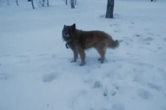 Найдена собака в Воронеже, нужна помощь!