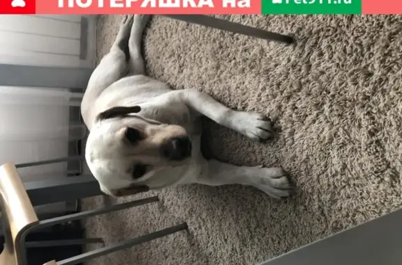 Собака Лабрадор найдена в Красноярске, Николаевка