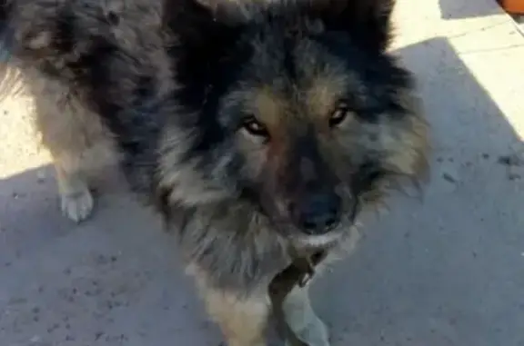 Собака найдена в Смоленке, ищут хозяев в Чите #потеряшкичита