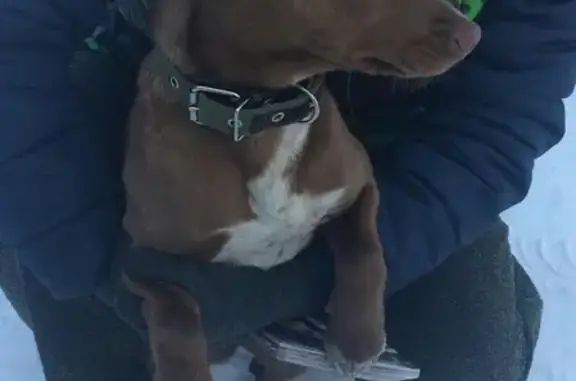Найдена собака в Серове на сортировке