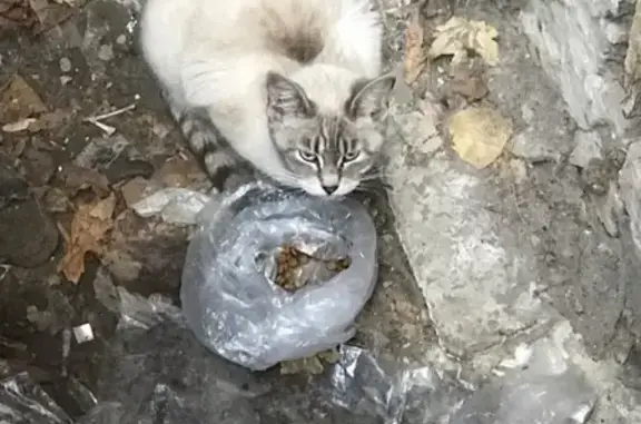 Найдена кошка в подвале на Безымянном проезде