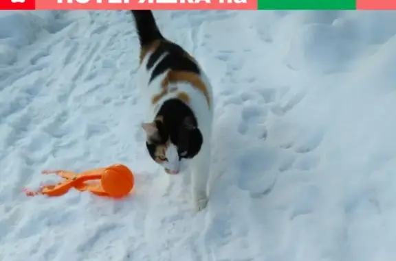 Пропала кошка Мася в Наро-Фоминске!