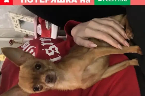 Пропала собака Той-терьер Барби в Челябинске на улице Свободы 92А.
