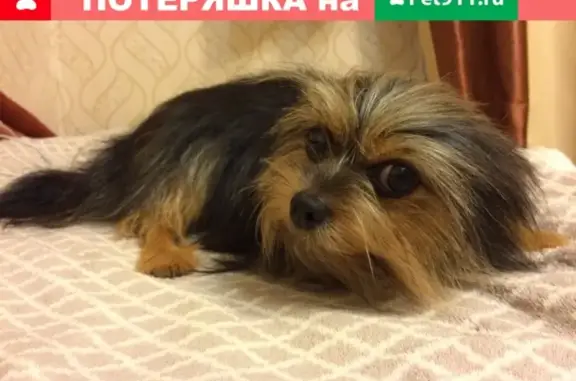 Пропала собака Кузя в Новокузнецке, вознаграждение!