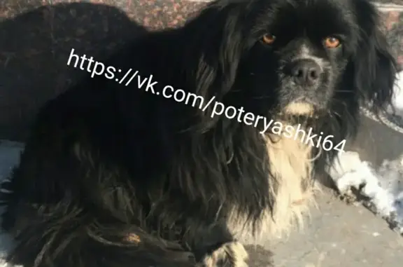 Найден потерявшийся пёсик в Саратове на пересечении ул. Октябрьской и Лермонтова