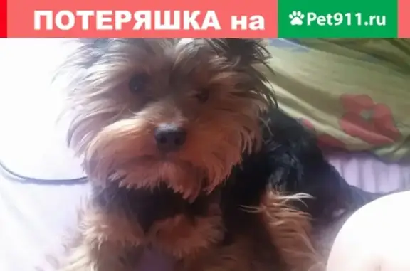Пропал щенок йоркширского терьера в Симферополе, ул. Коцюбинского