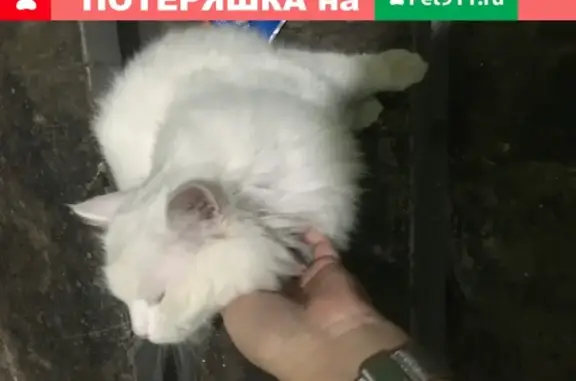 Найден белый кот с гетерохромией на ул. Сергея Макеева, Москва.