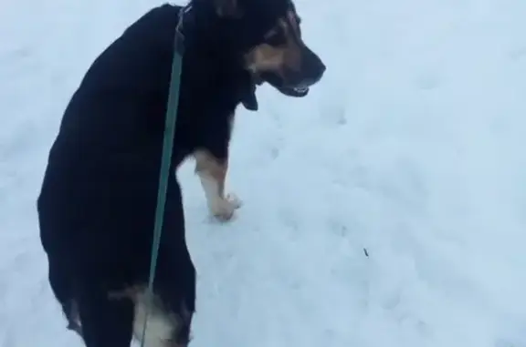 Пропала собака в Мурманске, вознаграждение.