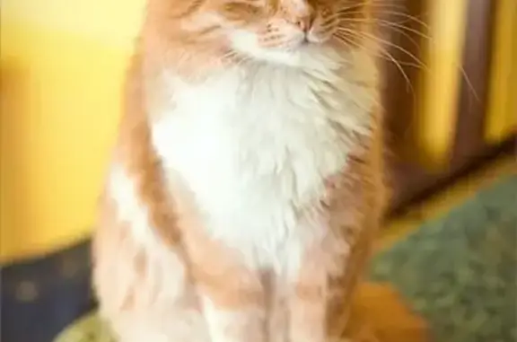 Найдена рыжая кошка на Михайловской, 36