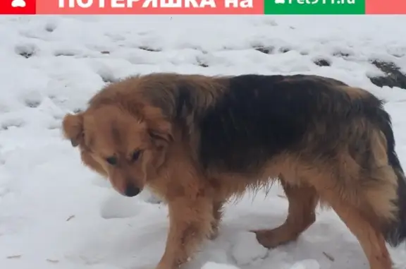 Найдена домашняя собака возле м. Коломенская
