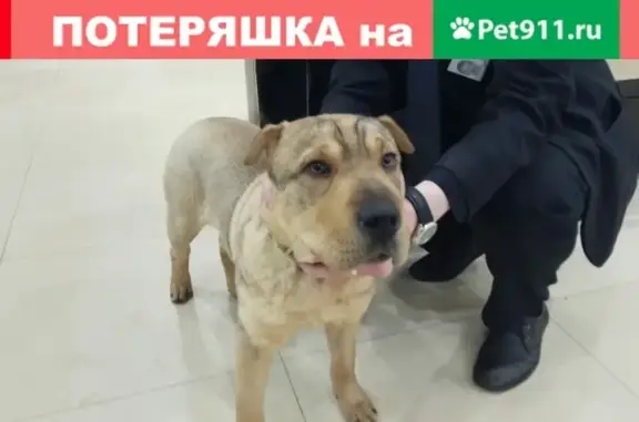 Найден щенок в Пушкино, ищем хозяев