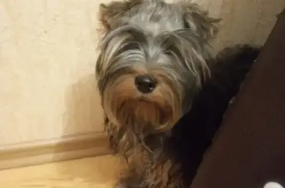 Найдена собака Йорк девочка на Буденного-бульваре в Белгороде
