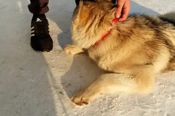 Собака найдена на Амурской, Омск.