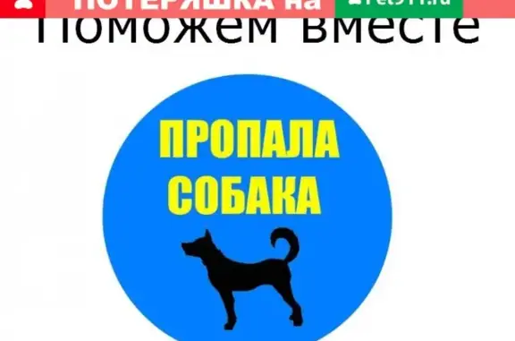 Пропала собака в Калининграде, микрорайон Прибрежный, Воскресенская дом 3.
