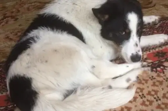 Пропала собака Одди в Новосибирске