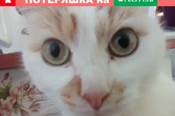 Пропал домашний кот на ул. Чкалова, Шарья