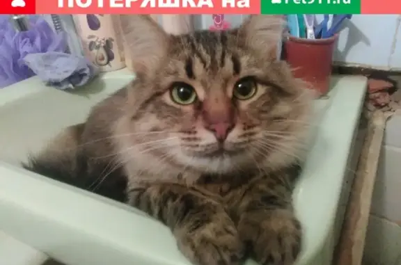 Пропала кошка в Калуге, ул. Чехова 19