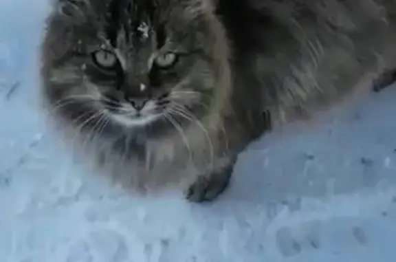 Пропала кошка на ул. Комсомольской, 182.