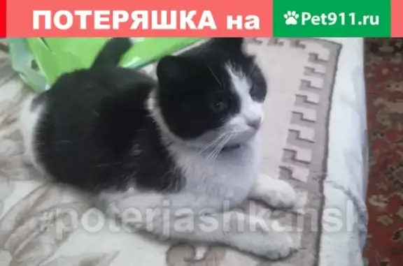 Найдена кошка на Нижегородской/Третьего интернационала