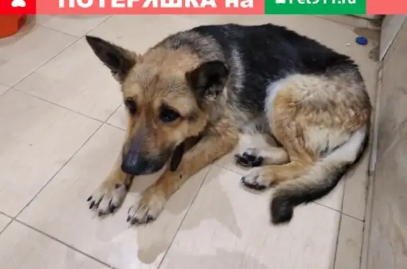Найдена истощенная собака на улице Самшитовая, ищем хозяев